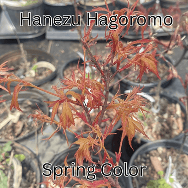 Acer palmatum 'Hanezu Hagoromo' Feather Leaf Japanese Maple - Maple Ridge Nursery